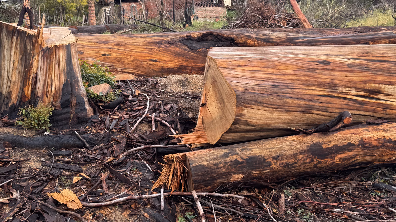 Felled alien trunks and freshly cut stumps lying on the cleared river bank at Waterval