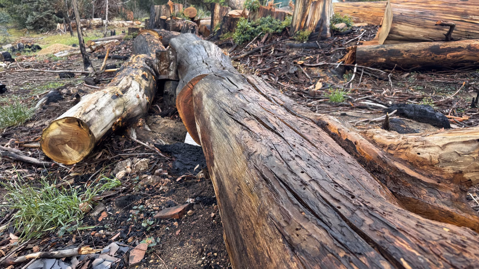 A long felled alien trunk on the cleared bank, with grass coming back through the bare ground around it