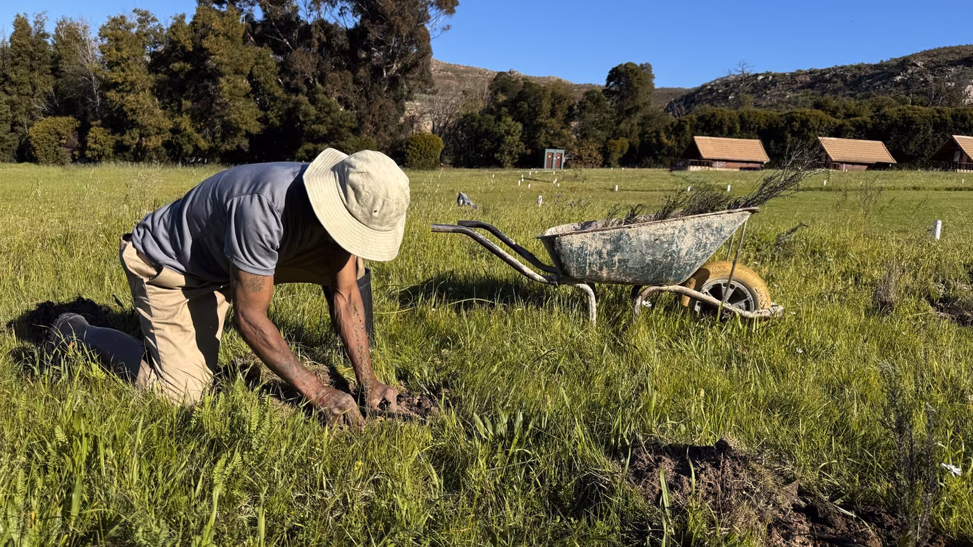 A member of the Waterval team planting indigenous seedlings by hand in the grass, a wheelbarrow of plants beside them