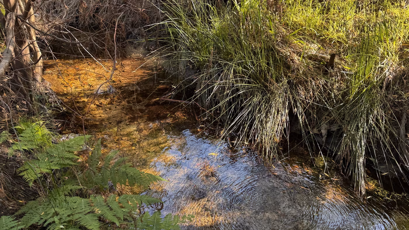 Clear water running through the stream between restios and ferns on the shaded bank