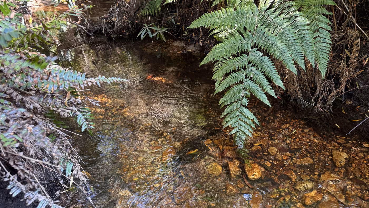 A shallow, clear stretch of the stream running over a pebble bed beside a fern